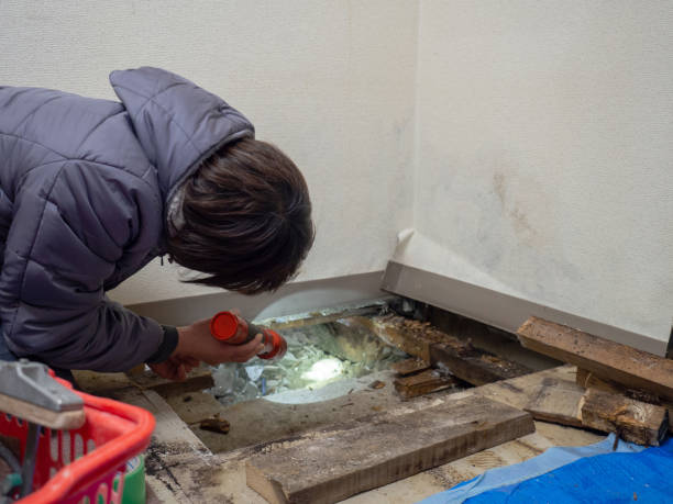 Best Basement Mold Removal  in Whitewater, KS
